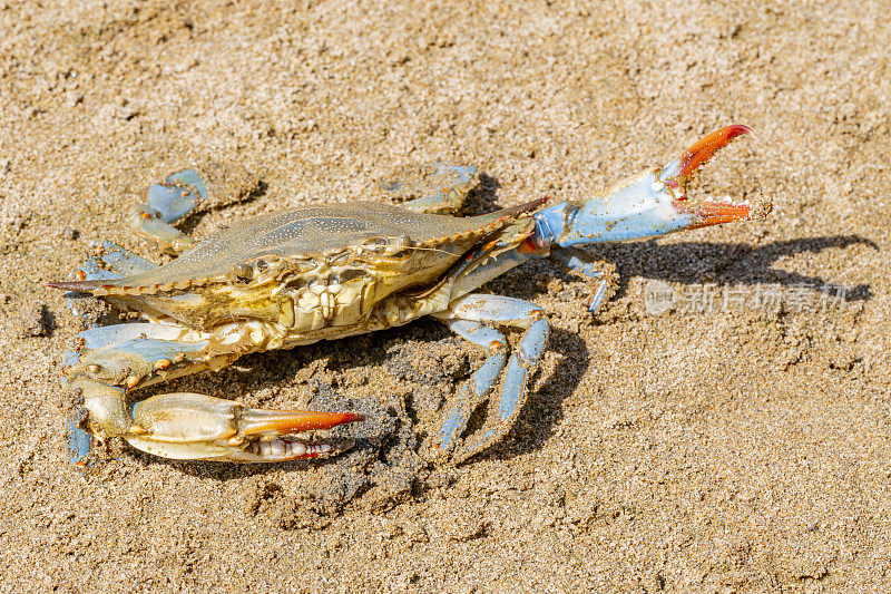 蓝蟹(Callinectes sapidus)，沙滩上的大西洋蓝蟹，加瓦，巴塞罗那海滩